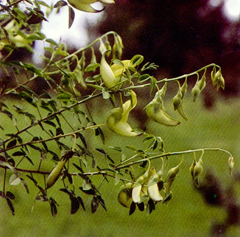 Pajarito
(Crotalaria agatiflora) 