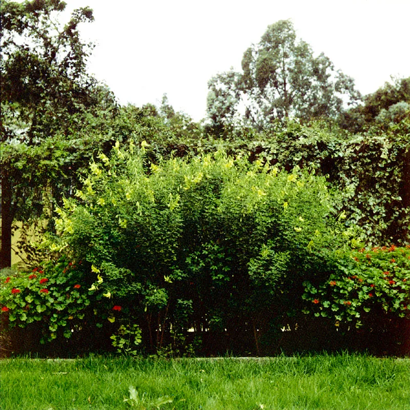 Pajarito
(Crotalaria agatiflora) 