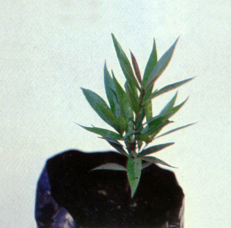 Pomarroso
(Syzygium jambos)