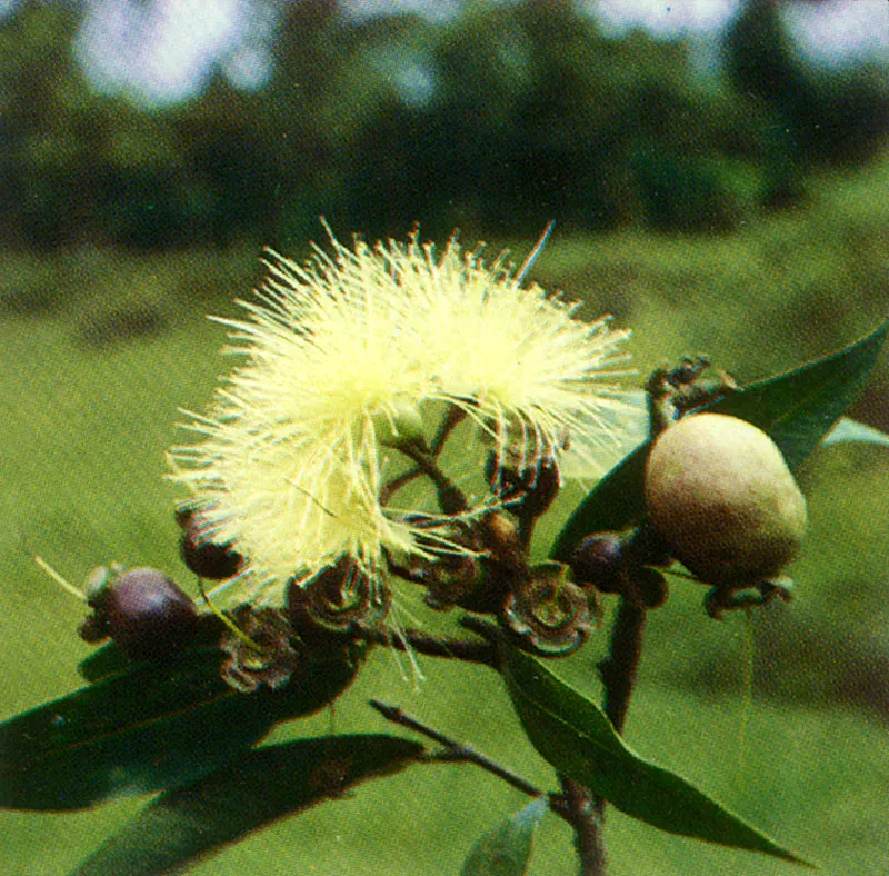 Pomarroso
(Syzygium jambos)