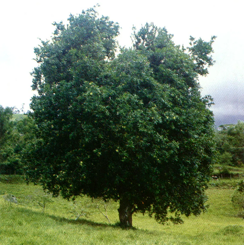 Pomarroso
(Syzygium jambos)
