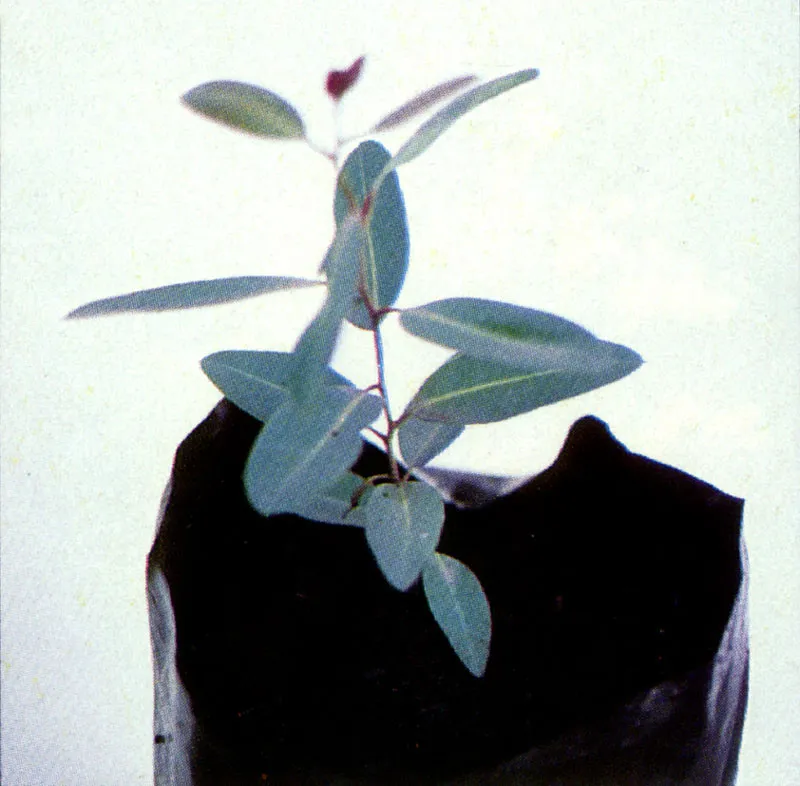 Pomarroso de Malaca
(Syzygium malaccense)