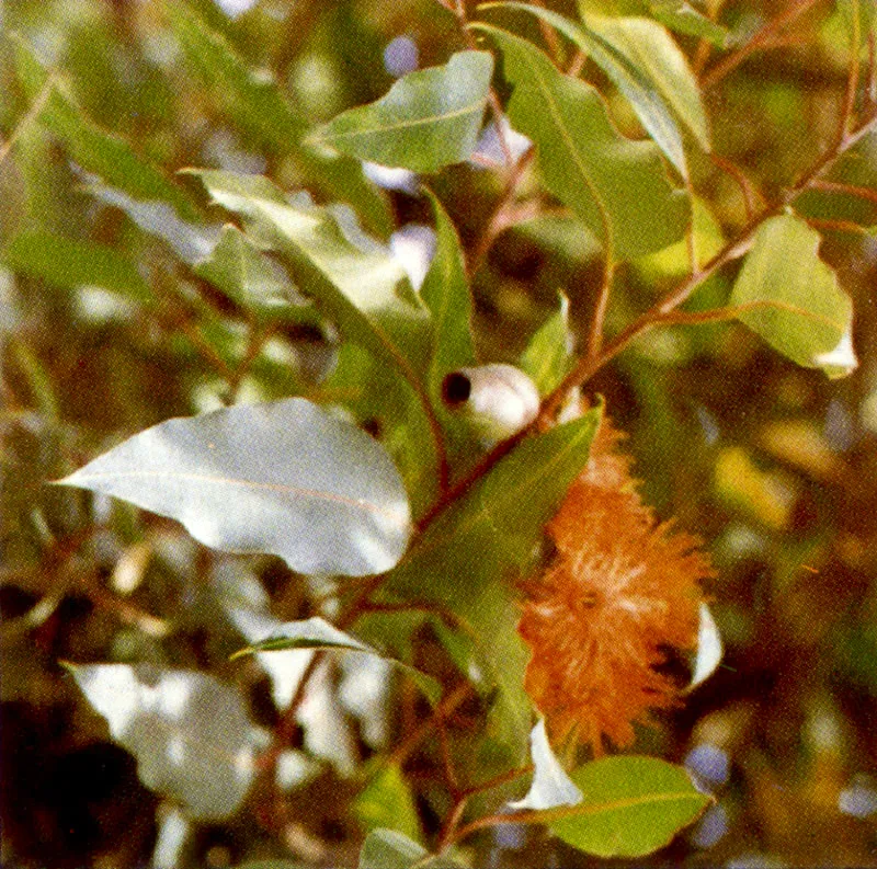 Pomarroso de Malaca
(Syzygium malaccense) 