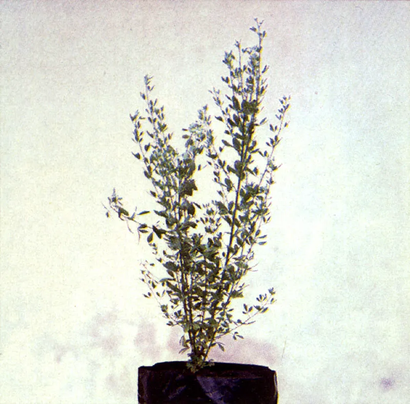 Retamo
(Cytisus monspessulanus) 