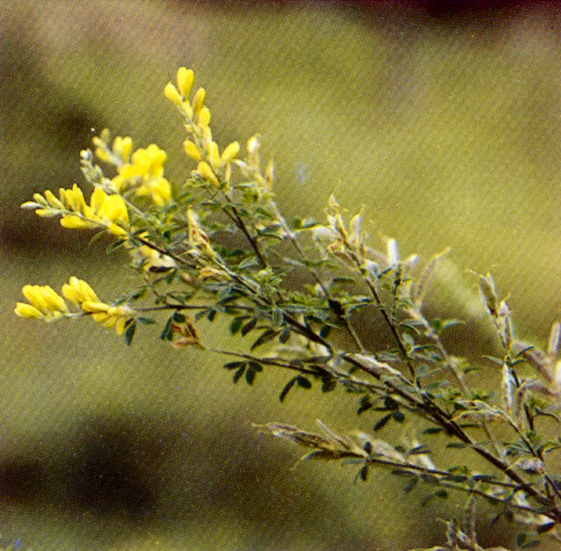 Retamo
(Cytisus monspessulanus) 