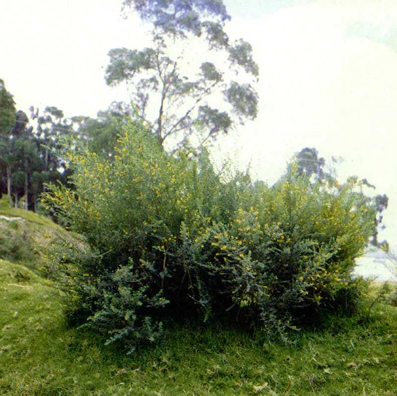 Retamo
(Cytisus monspessulanus) 