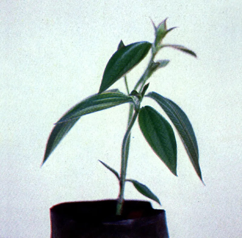 Sietecueros brasilero
(Tibouchina urvilleana) 