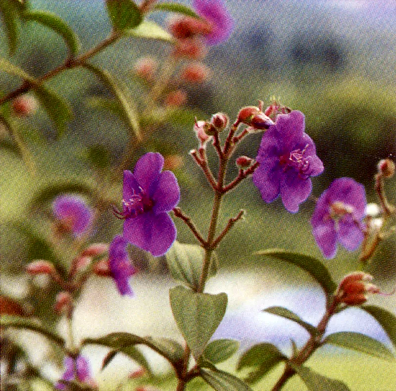Sietecueros brasilero
(Tibouchina urvilleana)