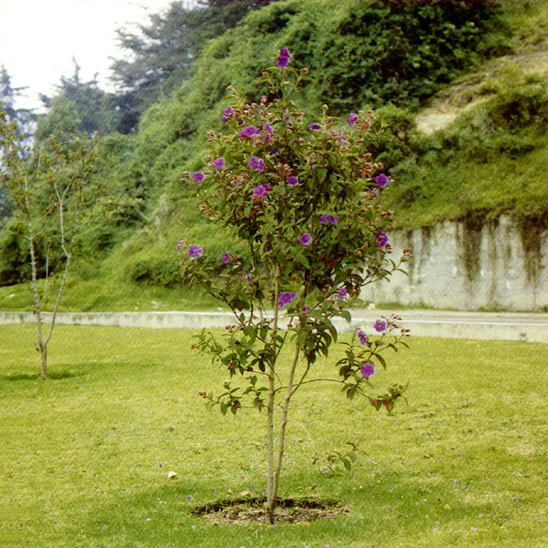 Sietecueros brasilero
(Tibouchina urvilleana) 