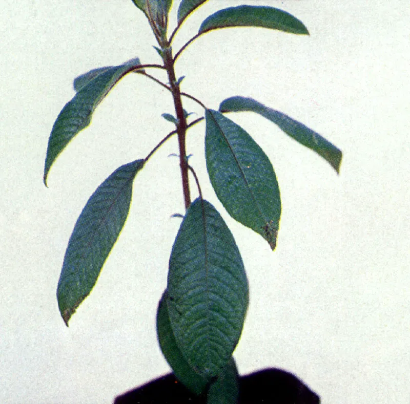 Zarcillejo
(Fuchsia boliviana)