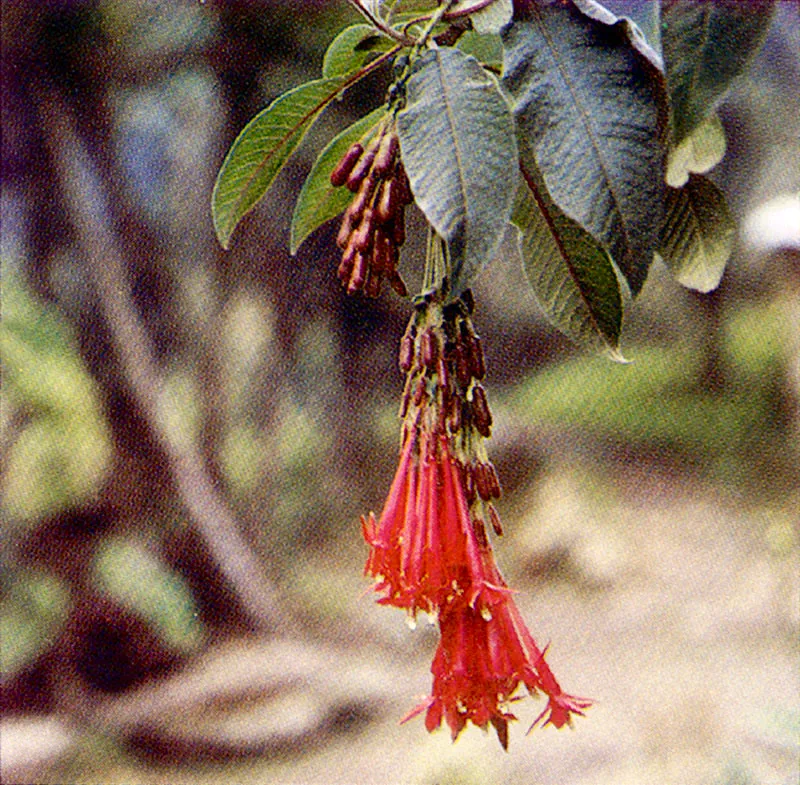 Zarcillejo 
(Fuchsia boliviana) 