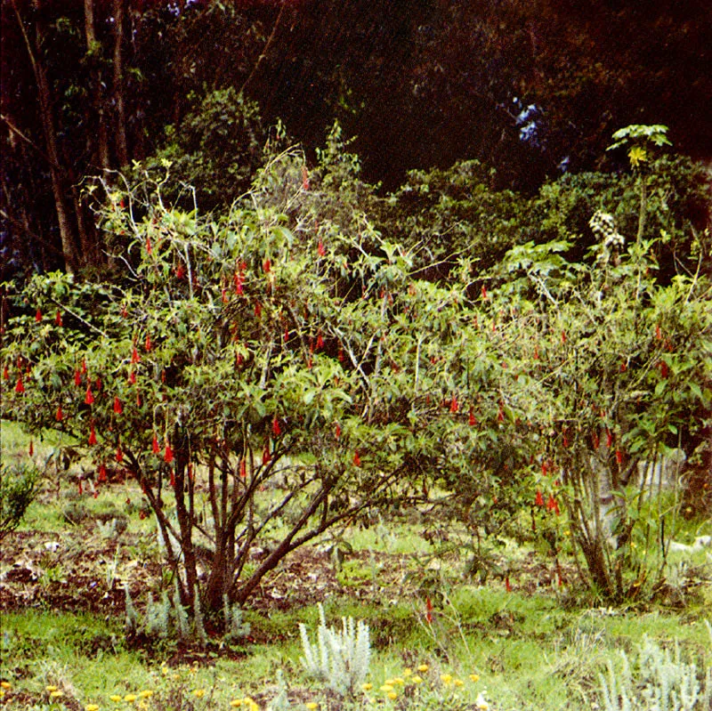 Zarcillejo 
(Fuchsia boliviana) 