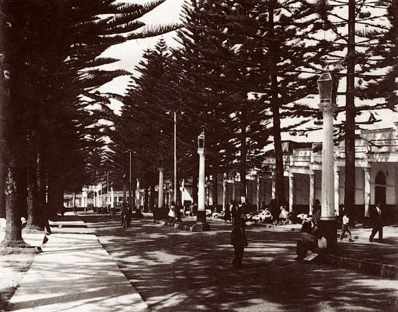 Avenida de las Araucarias del Cementerio. 