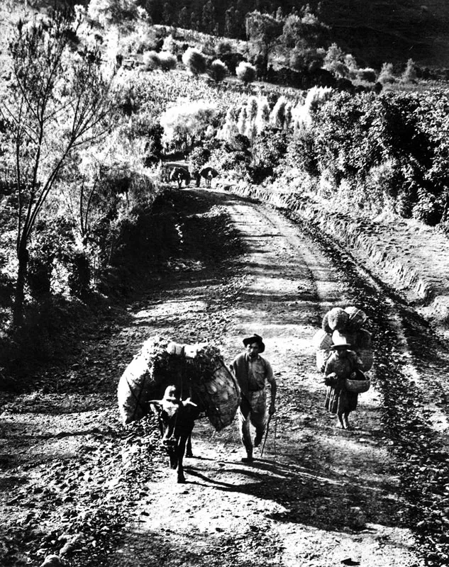 Problema comn a los pueblos en va de desarrollo ha sido la migracin del campesino a la ciudad. 