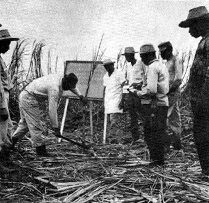 Azcar del caaveral.  Ingenio Ropaila, Valle 1969. 