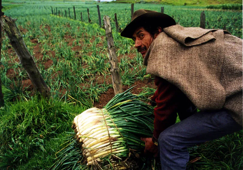 Cultivos de cebolla en las orillas de la laguna de Tota, Boyacá Jeremy Horner