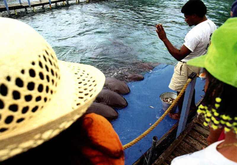 Alimentando tiburones en el Acuario de las Islas del Rosario Jeremy Horner