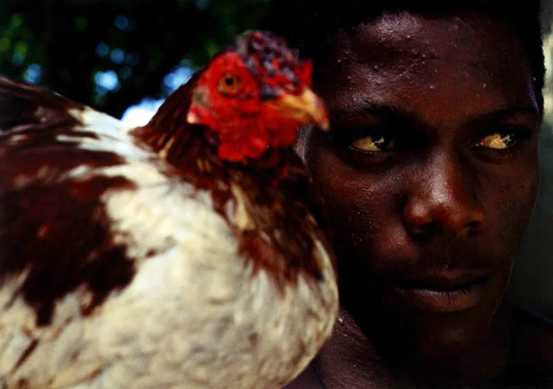 Criador de gallos, Isla Providencia Jeremy Horner