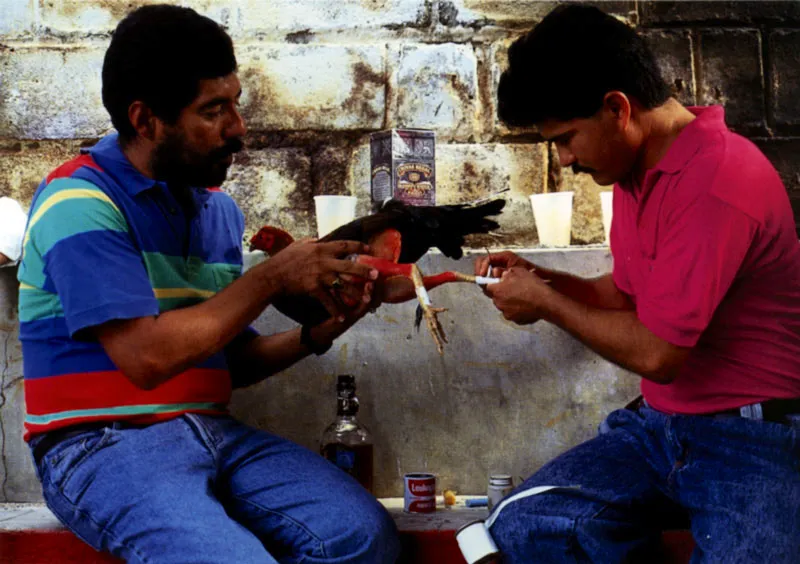 Colocándole al gallo las espuelas de carey, Sincelejo, Sucre Jeremy Horner