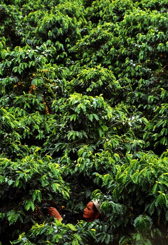 Recolector de café en Bolombolo, Antioquia Jeremy Horner