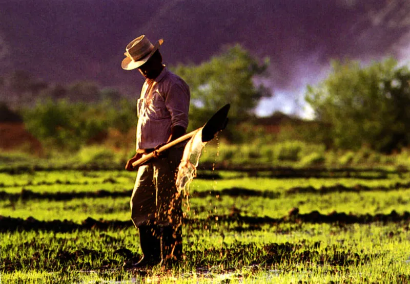 Cultivo de arroz en el Guamo, Tolima Jeremy Horner