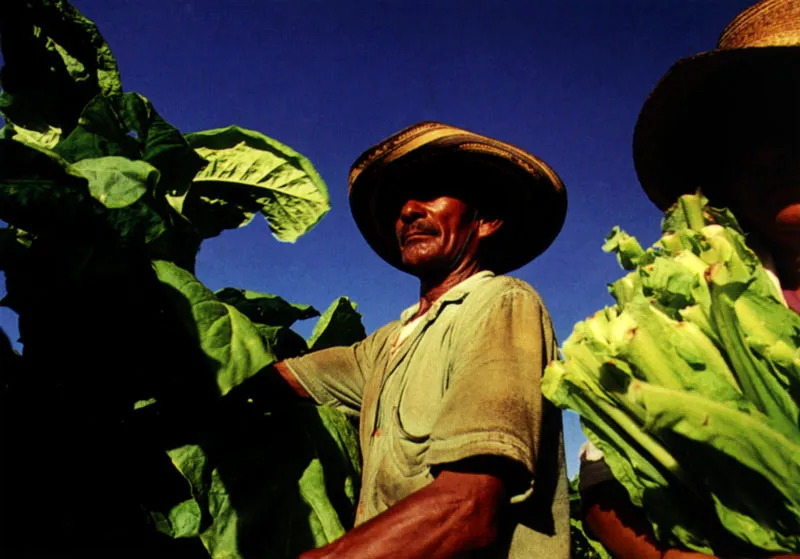 Recolectores de tabaco y café en el Huila Jeremy Horner