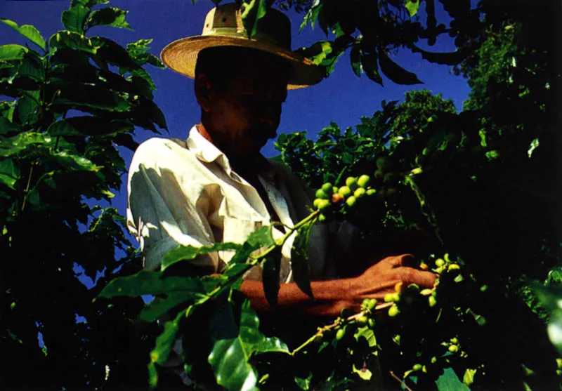 Recolectores de tabaco y café en el Huila Jeremy Horner