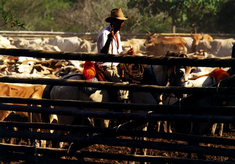 Actividades ganaderas en los Llanos Orientales, Meta Jeremy Horner