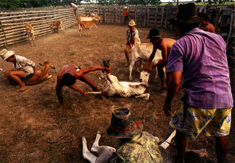 Actividades ganaderas en los Llanos Orientales, Meta Jeremy Horner