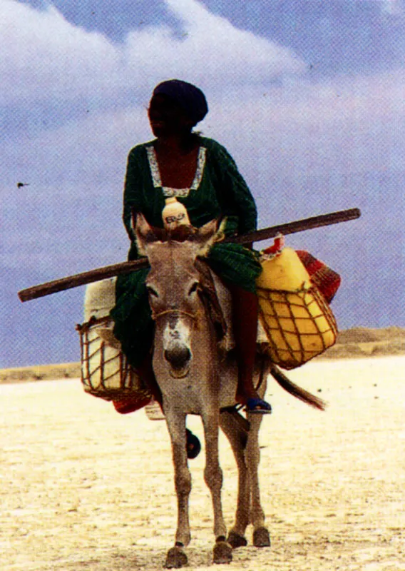 Los Wayu estn habituados a las drsticas condiciones ecolgicas de La Guajira. Durante generaciones han sido pastores de cabras y extractores de sal de mar y en el pasado se dedicaron tambin a buscar perlas. Hoy muchos indgenas trabajan en las minas de carbn de El Cerrejn. Jeremy Horner