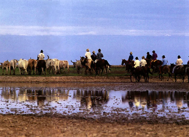 Actividades ganaderas en los Llanos Orientales, Meta Jeremy Horner