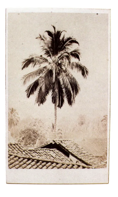 WILLS & RESTREPO. 
Palmera en exterior. Medelln. 1870c.
Copia en albmina. 9. 1 x 5.3 cm.
Propiedad Margarita Garca de Ramrez,
Marinilla. 