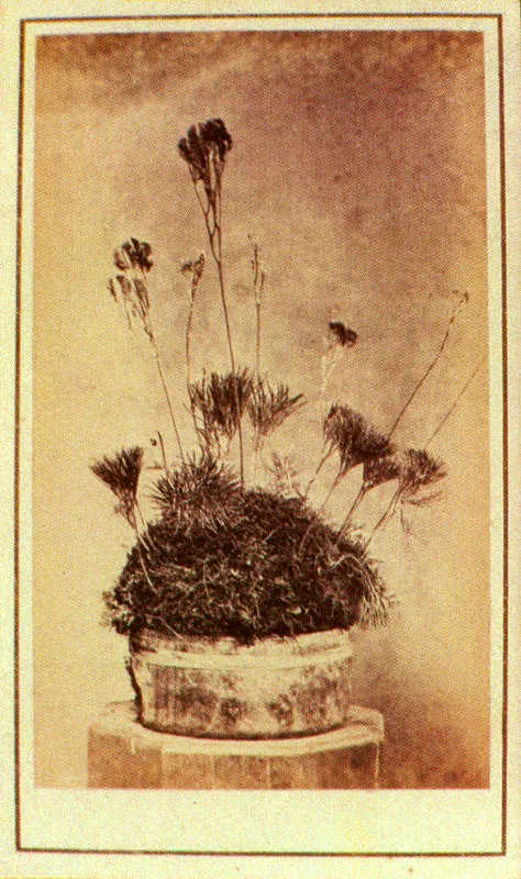 WILLS & RESTREPO. Serie Orquídeas. Medellín. 1865c. Copia en albúmina. 9.0 x 5.5 cm. tamaño promedio. Propiedad Margarita García de Ramírez, Marinilla,