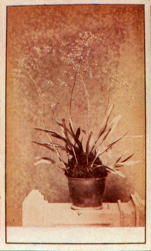 WILLS & RESTREPO. Serie Orquídeas. Medellín. 1865c. Copia en albúmina. 9.0 x 5.5 cm. tamaño promedio. Propiedad Margarita García de Ramírez, Marinilla,