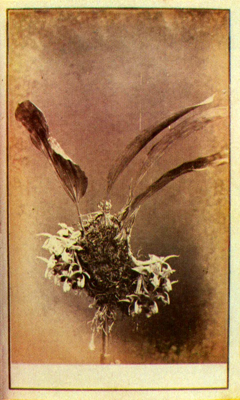 WILLS & RESTREPO. Serie Orquídeas. Medellín. 1865c. Copia en albúmina. 9.0 x 5.5 cm. tamaño promedio. Propiedad Margarita García de Ramírez, Marinilla,