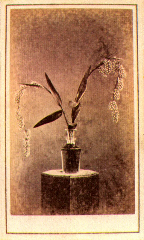 WILLS & RESTREPO. Serie Orquídeas. Medellín. 1865c. Copia en albúmina. 9.0 x 5.5 cm. tamaño promedio. Propiedad Margarita García de Ramírez, Marinilla,