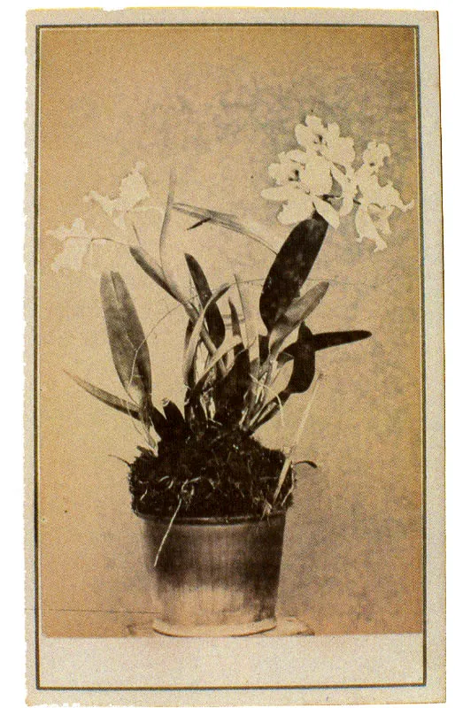 WILLS & RESTREPO. serie orquídeas. Medellín. 1870c. Copia en albúmina. 9.0 x 5.5 cm, tamaño promedio. Propiedad Margarita García de Ramírez, Marinilla.