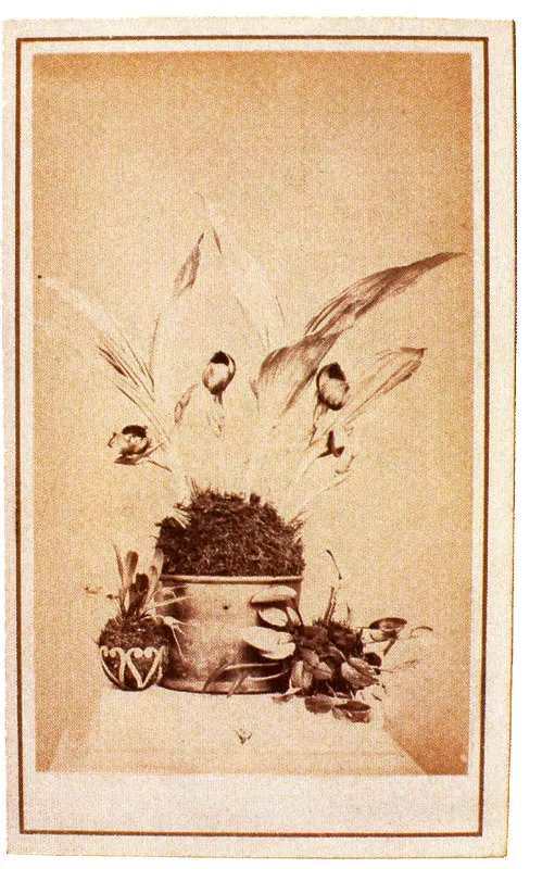 WILLS & RESTREPO. serie orquídeas. Medellín. 1870c. Copia en albúmina. 9.0 x 5.5 cm, tamaño promedio. Propiedad Margarita García de Ramírez, Marinilla.