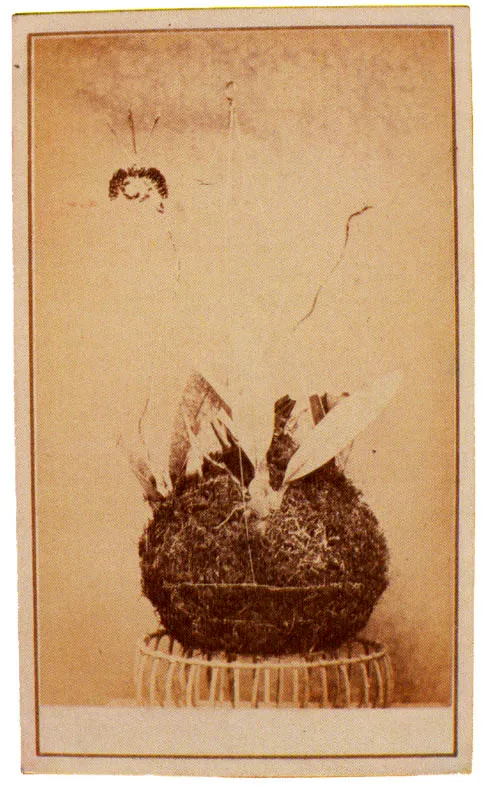 WILLS & RESTREPO. serie orquídeas. Medellín. 1870c. Copia en albúmina. 9.0 x 5.5 cm, tamaño promedio. Propiedad Margarita García de Ramírez, Marinilla.
