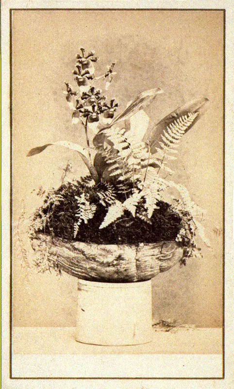 WILLS & RESTREPO. serie orquídeas. Medellín. 1870c. Copia en albúmina. 9.0 x 5.5 cm, tamaño promedio. Propiedad Margarita García de Ramírez, Marinilla.
