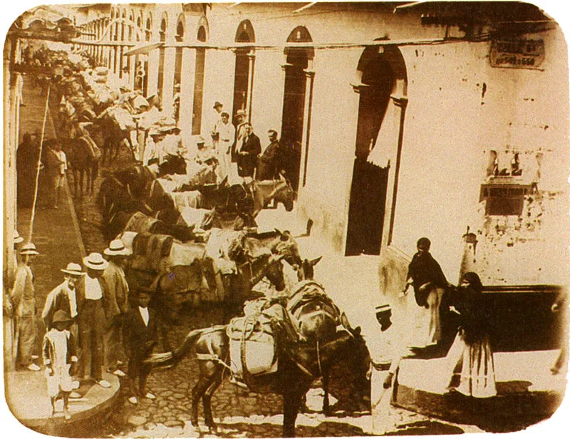 QUINTILIO GAVASSA. 
 Recua de mulas alineadas en una
 calle. Bucaramanga. 1910c.
 Copia reciente de negativo nitrato.
 Propiedad particular, Bucaramanga. 