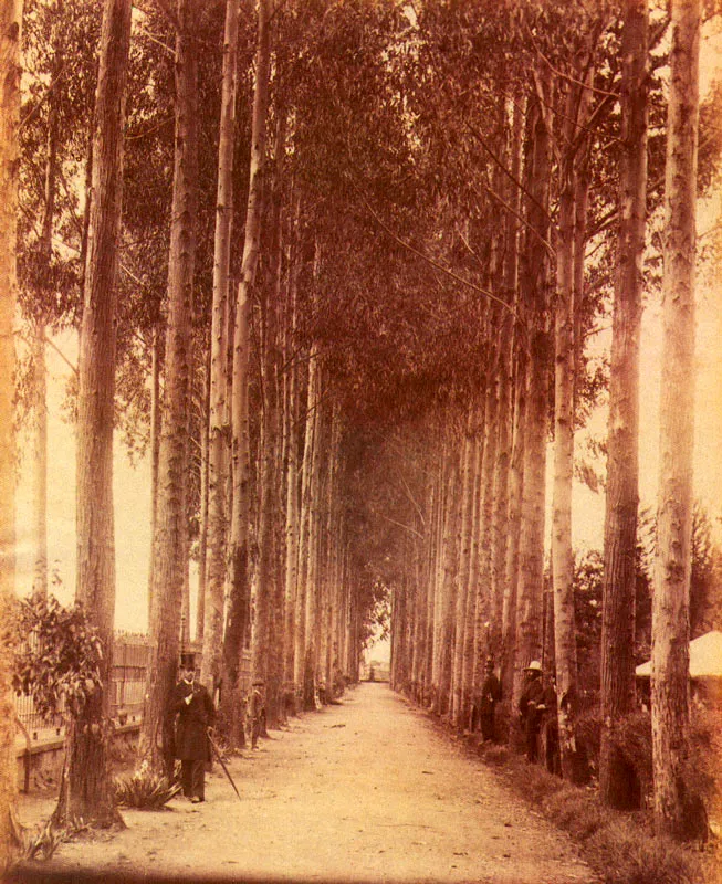 HENRI DUPERLY.
Alameda en el Parque del
Centenario. Bogotá.
1895c. Copia en albúmina.
23.7 x 19.2 cm.
Propiedad Carlos Montoya Restrepo,
Bogotá.