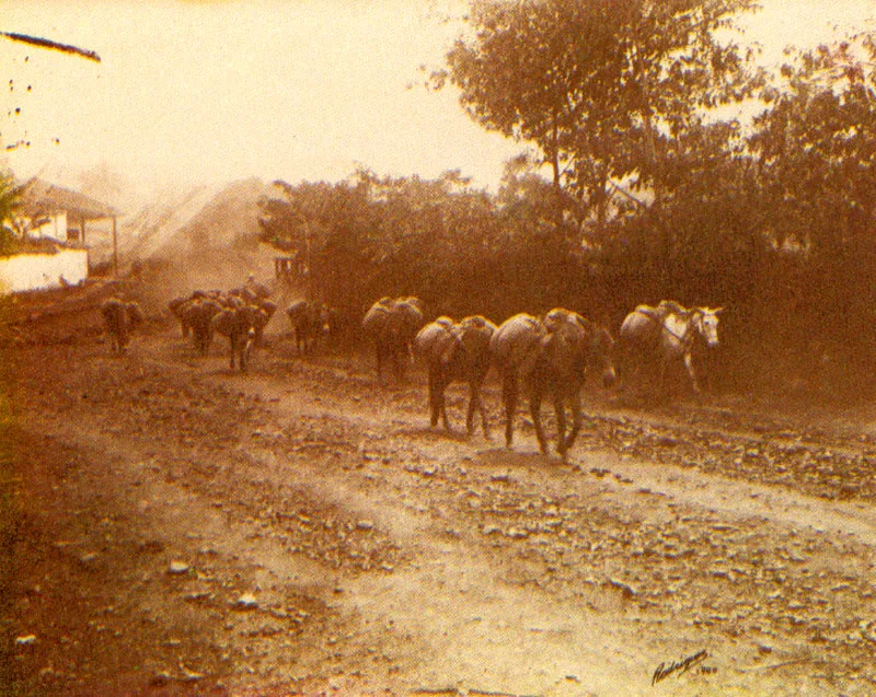 MELITON RODRIGUEZ.
Recua de mulas en un camino.
Antioquia. 1900. Copia reciente de
negativo gelatina vidrio.
19.8 x 25.1 cm.
Archivo fotografía Rodríguez,
Medellín.