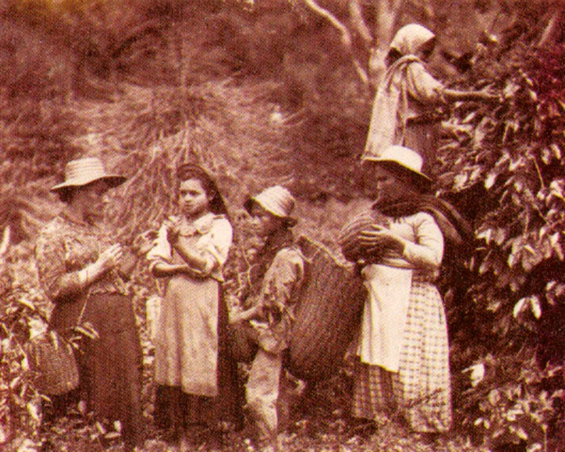 MELITON RODRIGUEZ.
Recolectores de café. Antioquia,
1900.
Copia reciente de negativo gelatina
vidrio. 20.2 x 25.2 cm. Archivo
Fotografía Rodríguez, Medellín.