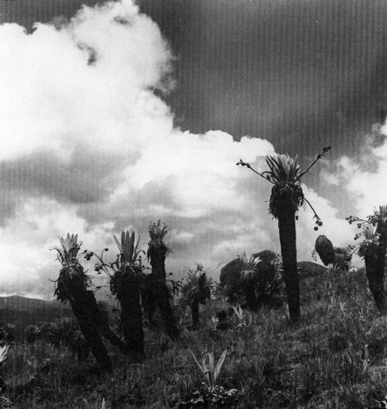 ERWIN KRAUS. Páramo de Bocagrande, Sumapaz. 1936. Copia reciente. Archivo Erwin Kraus, Bogotá.