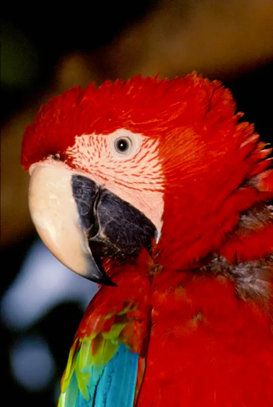 Guacamaya roja.  Diego Miguel Garcs