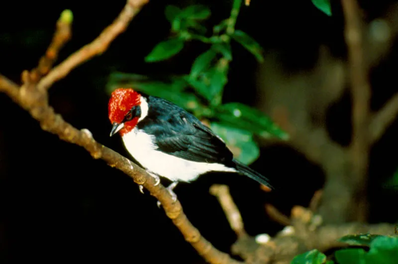 Cardenal cabeza roja. Juan Manuel Rengifo