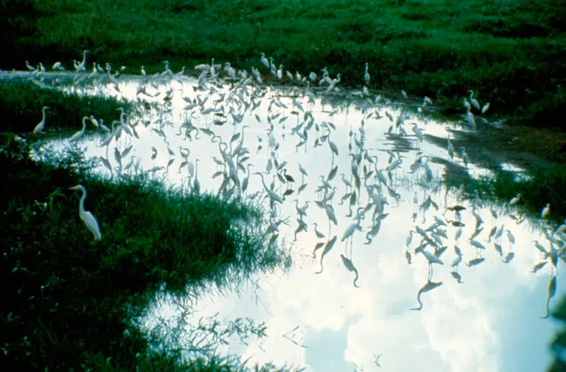 Garzas y corocoras en busca de alimento. Thomas McNish