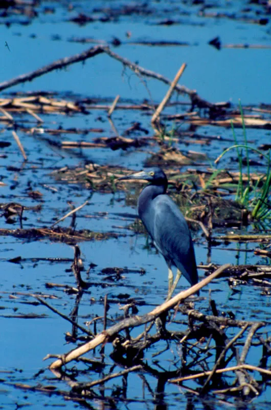 Garza azul. Thomas McNish