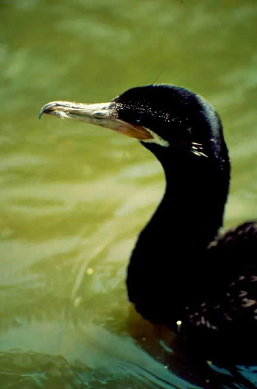 Pato cota. Habita a orillas de aguas mansas y claras.  Es hbil nadador y buceador; se zambulle y atrapa peces con su pico terminado en un pequeo gancho.  Juan Manuel Rengifo